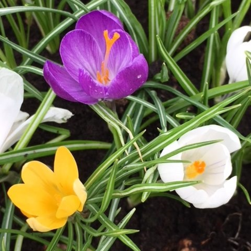BS Large Flowering Mixed Crocus Bulbs