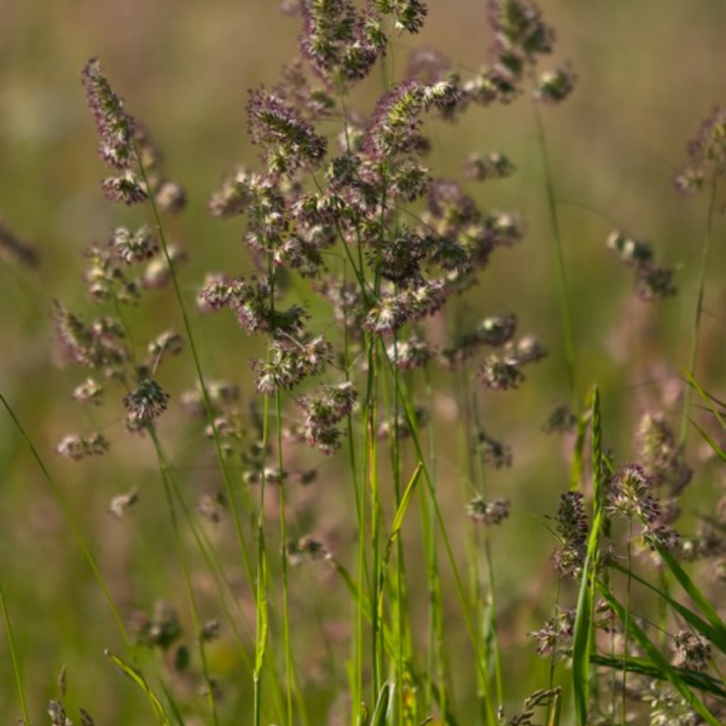 Cocksfoot Seed (Dactylis glomerata)