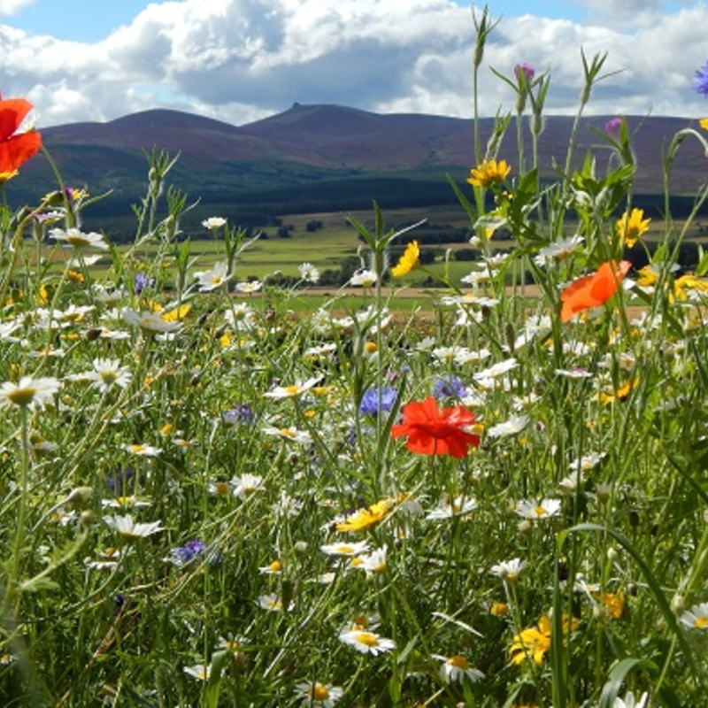 BS9M: Cornfield Annuals Wildflower Meadow Seeds