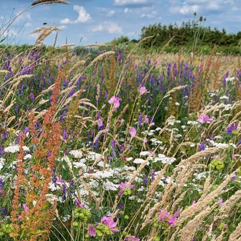 BSBM: Butterfly & Bee Wildflower Seeds