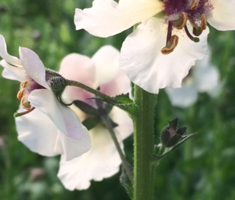 Mullein, Moth (Verbascum blattaria) Plant