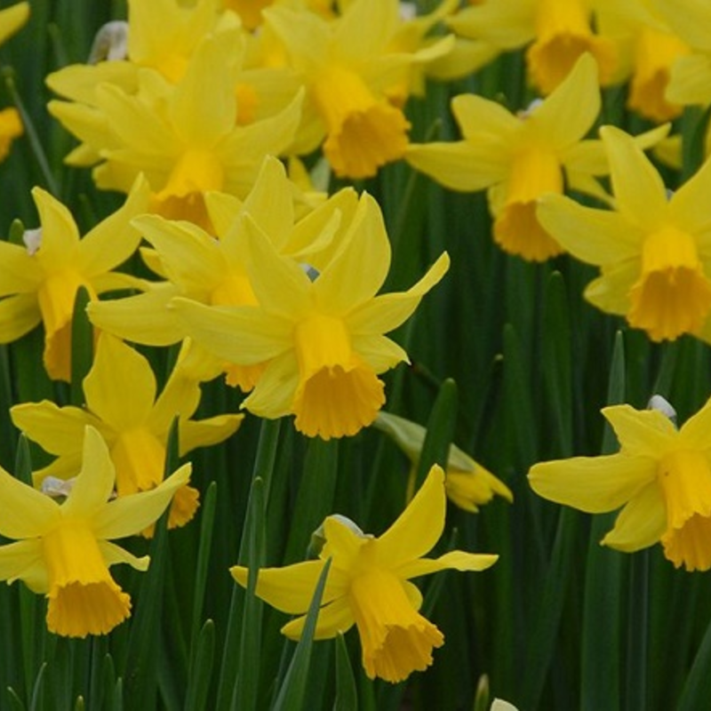 February Gold Narcissi Bulbs