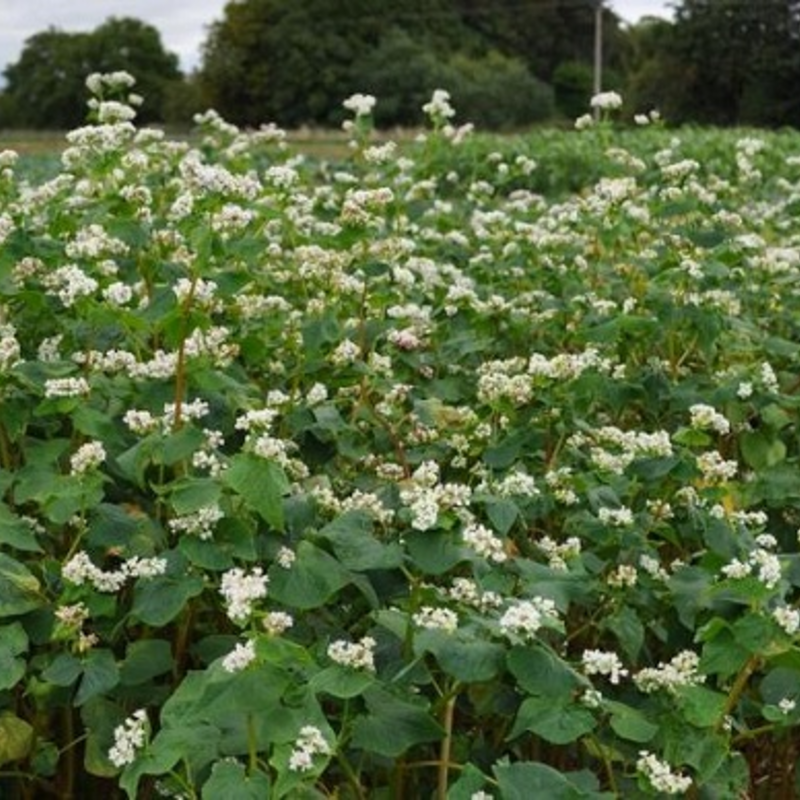 Buckwheat Seed (Fagopyrum esculentum) - (Organic)