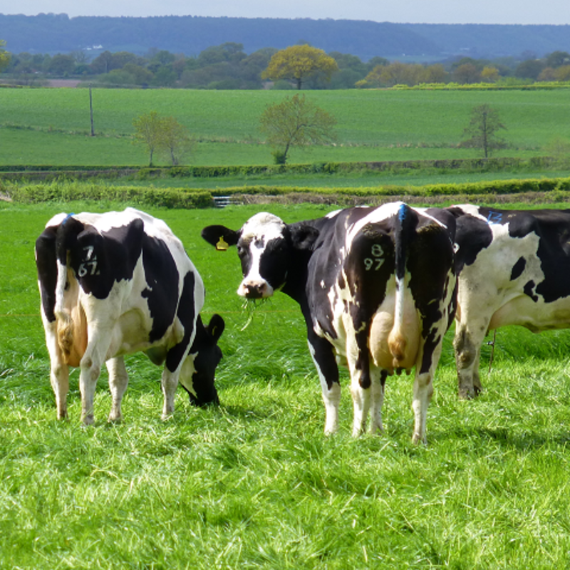 BS Overseeder - Grazing Ley Mixture