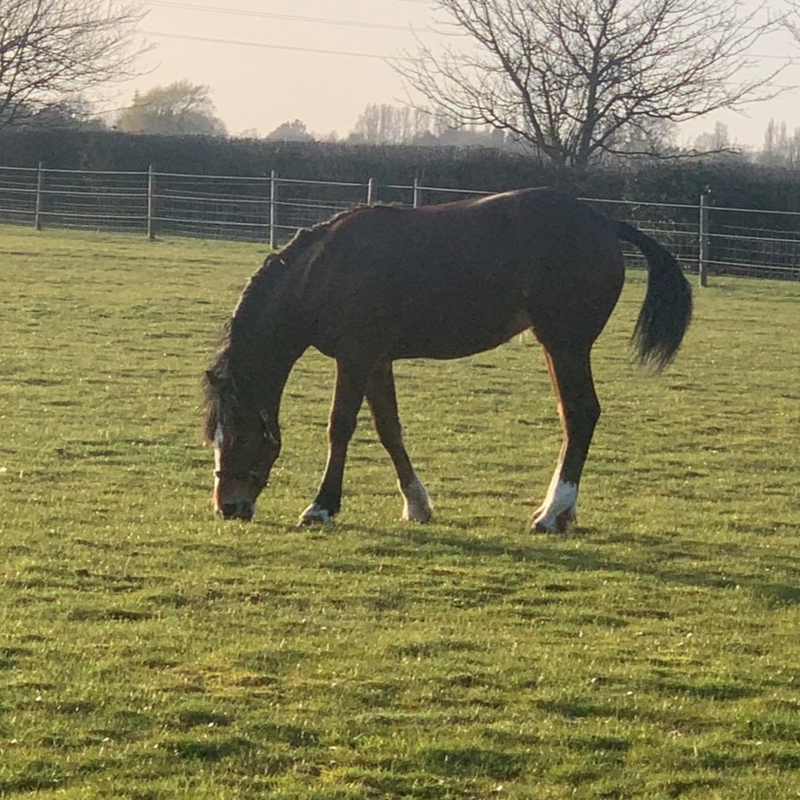 BS Economy Horse Paddock Grass Seed