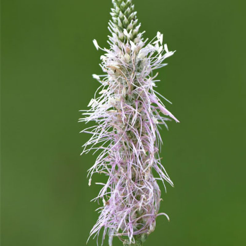 Plantain, Hoary (Plantago media) Seeds