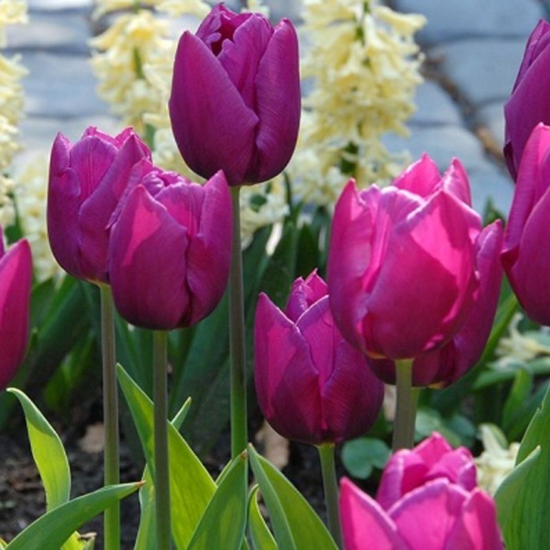 Purple Prince Tulip Bulbs