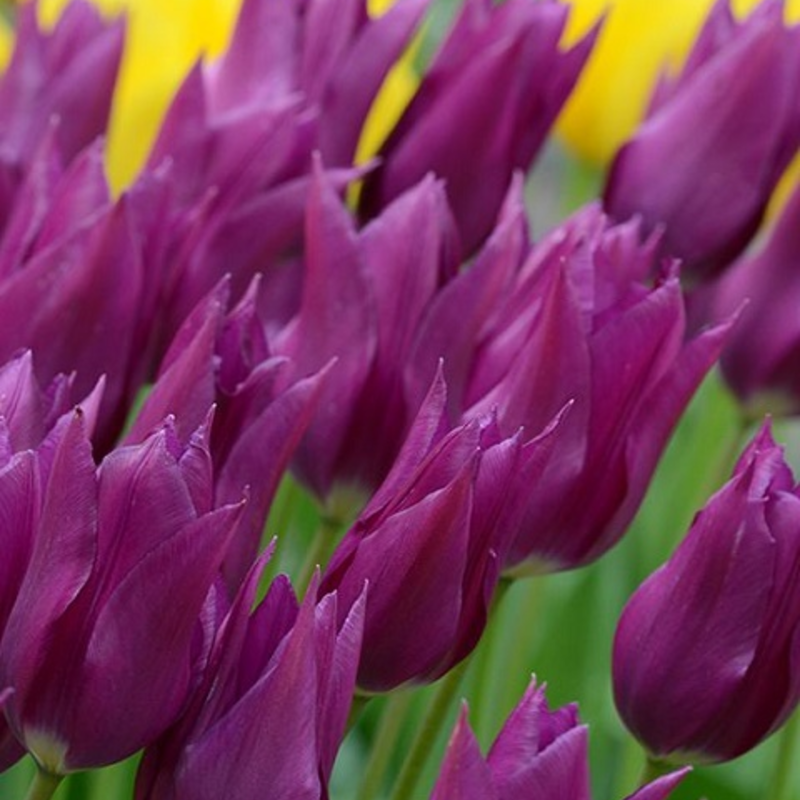 Purple Dream