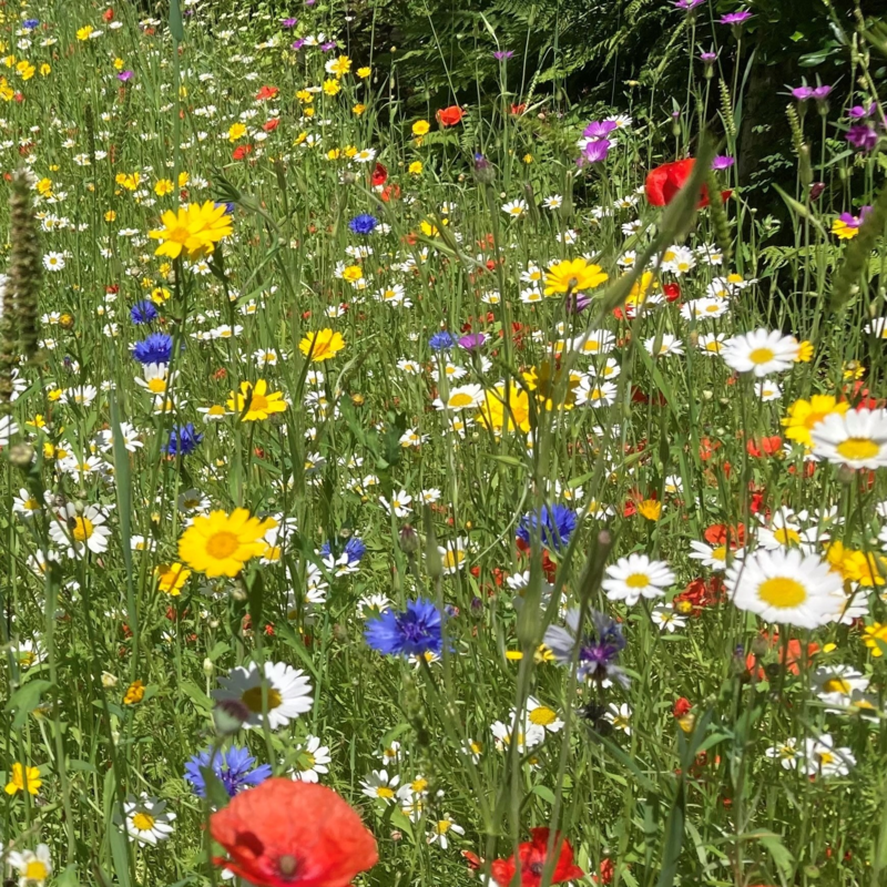 BSRE Restore and Enrich Wildflower Seeds