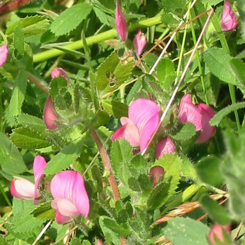 Restharrow, Common (Ononis repens) Plant