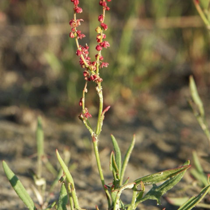 Sorrel, Sheep's (Rumex acetosella) Plant