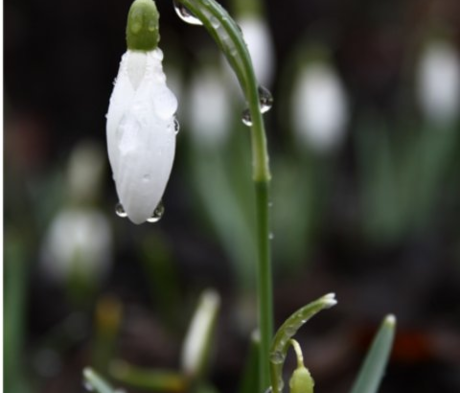 BS Snowdrop (Common) Bulbs (Galanthus nivalis)