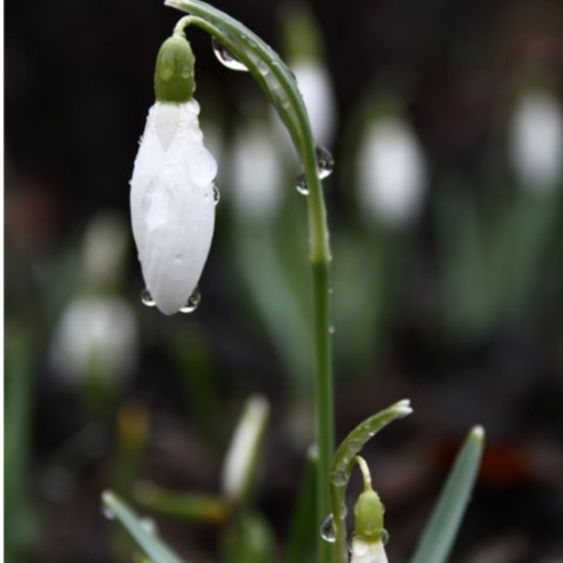 BS Snowdrop (Common) Bulbs (Galanthus nivalis)