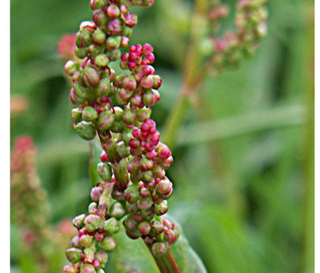 Sorrel, Common (Rumex acetosa) Plant