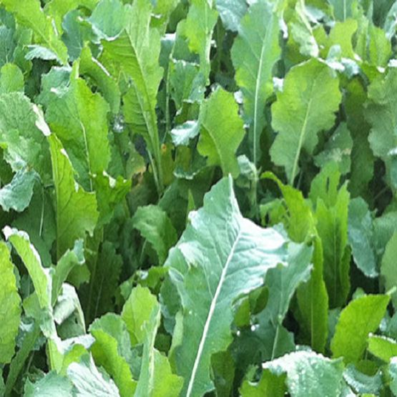 Sparta Forage Rape - Boston Seeds