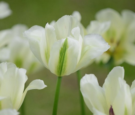 Spring Green Tulip Bulbs