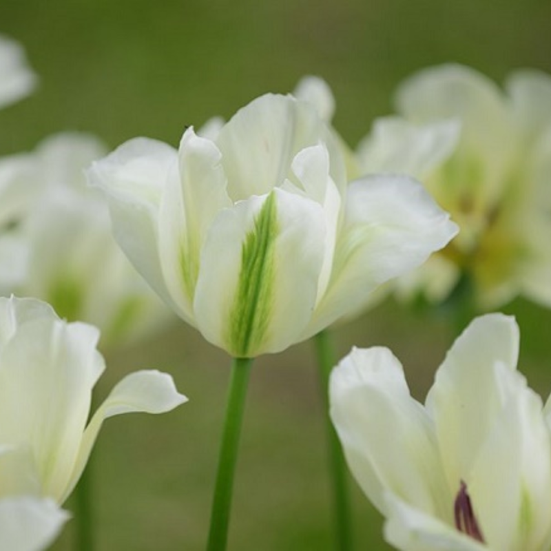 Spring Green Tulip Bulbs