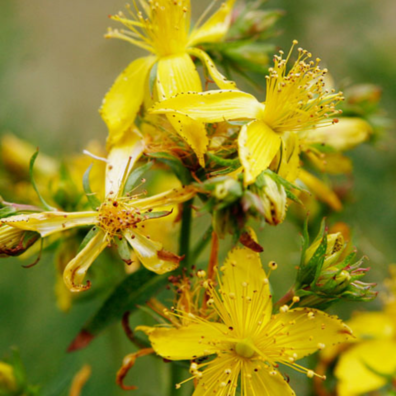 St John's-Wort, Common (Hypericum perforatum) Plant