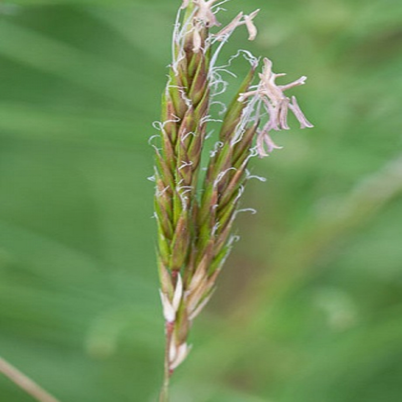 Sweet Vernal-grass (Anthox. odoratum) Seeds