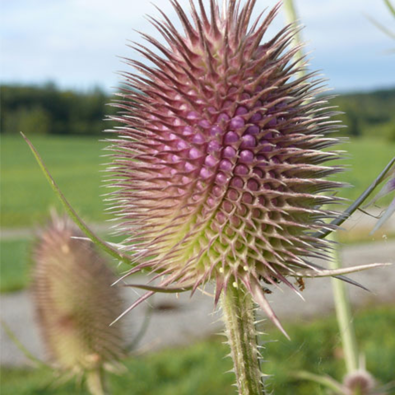 Teasel (Dipsacus fullonum) Seeds