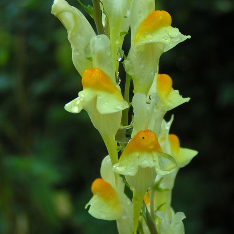 Toadflax, Common (Linaria vulgaris) Plant