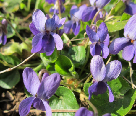 Violet, Sweet Purple (Viola odorata) Plant