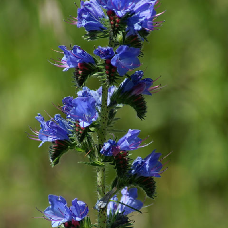 Viper's Bugloss (Echium vulgare) Plant