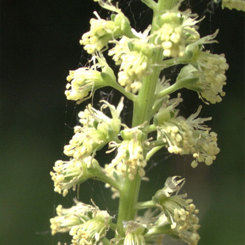 Weld (Reseda luteola) Plant