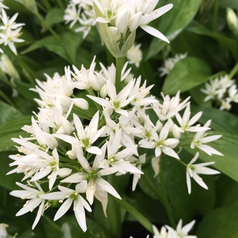 BS Wild Garlic Bulbs (Allium ursinum)