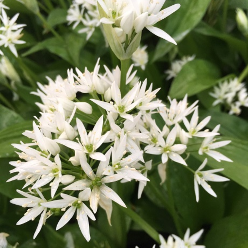 BS Wild Garlic - Ramsons 'In The Green' (Allium ursinum)