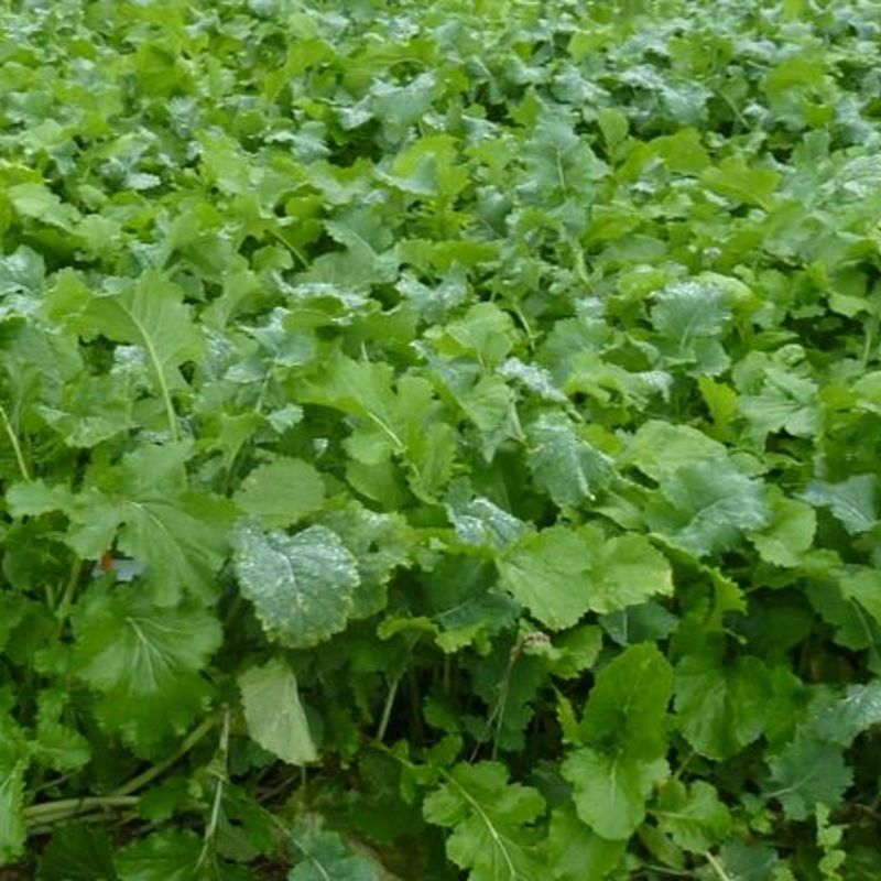 Winter Graze Forage Mixture