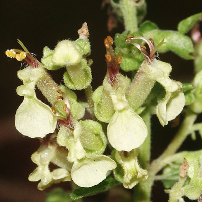 Sage, Wood (Teucrium scorodonia) Seeds