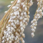 White Millet Seed