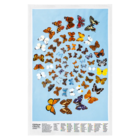 Butterfly Tea towel