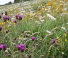 Traditional Wildflower Meadow Seeds