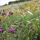 Traditional Wildflower Meadow Seeds