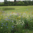 BS9P 100% Cornfield Annuals Wildflower Seeds