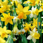 Mixed Daffodils