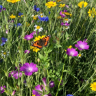Luxury Wildflower Hamper
