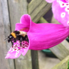 Luxury Wildflower Hamper