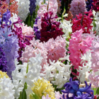 Mixed Hyacinths