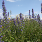 Jigsaw Puzzle - Coastal Wildflowers