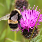 Jigsaw Puzzle - Bumble Bee