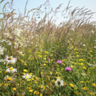 Jigsaw Puzzle - Traditional Wildflower Meadow