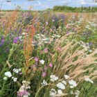 Jigsaw Puzzle Bundle - Wildflower Meadows