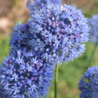 Caeruleum Allium Bulbs