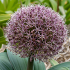 Giganteum Allium Bulbs