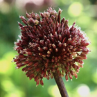 Red Mohican Allium Bulbs