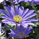 Blanda Blue Anemone Bulbs