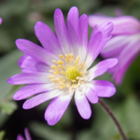 Blanda Charmer Anemone Bulbs